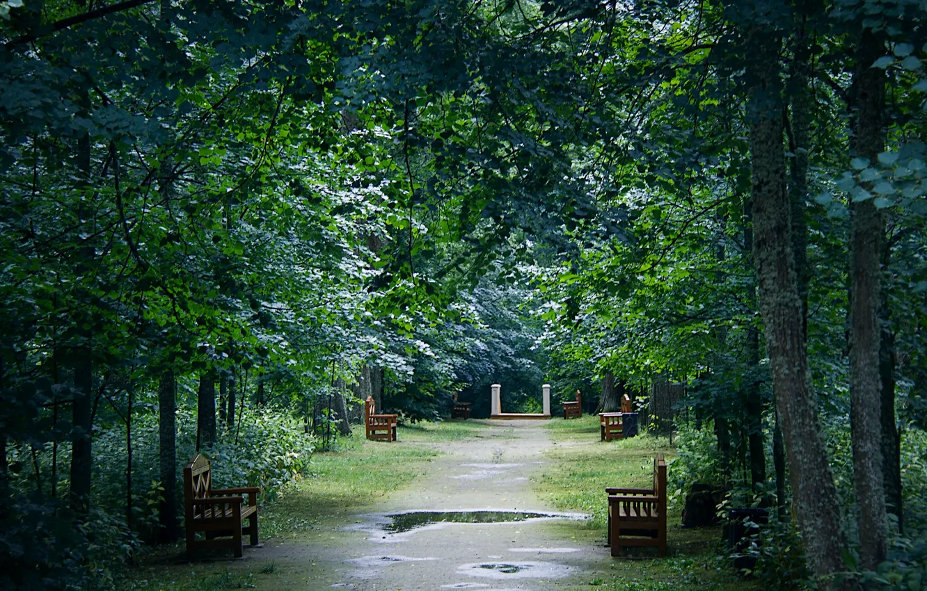 Фото обои деревья, парк, отражение, после дождя, лужи, скамейки