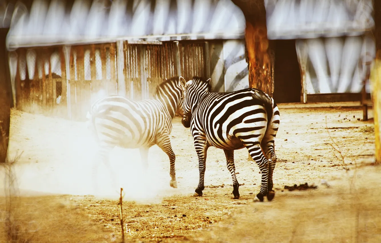 Фото обои животные, китай, пыль, зоопарк, зебры