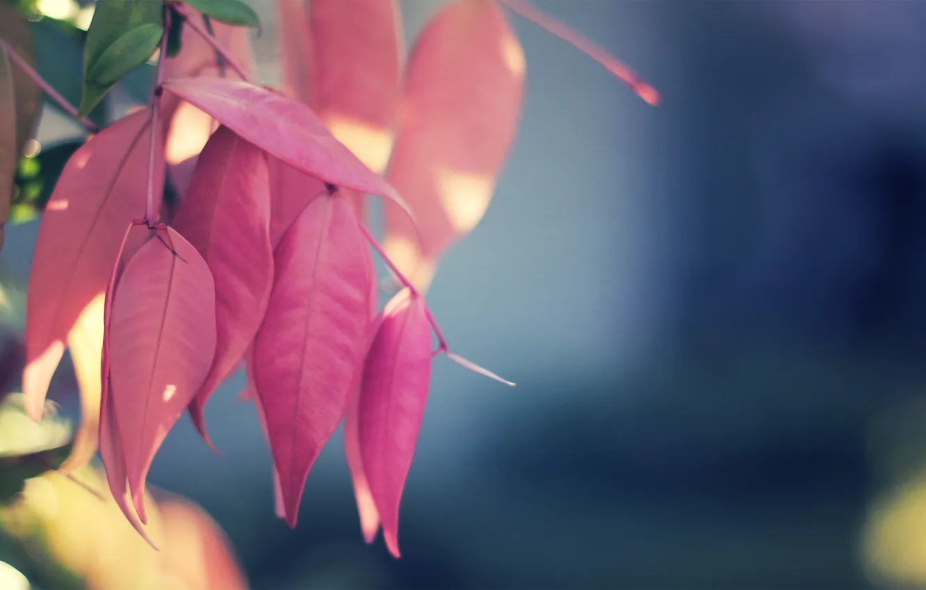 Фото обои листья, природа, Pink Again