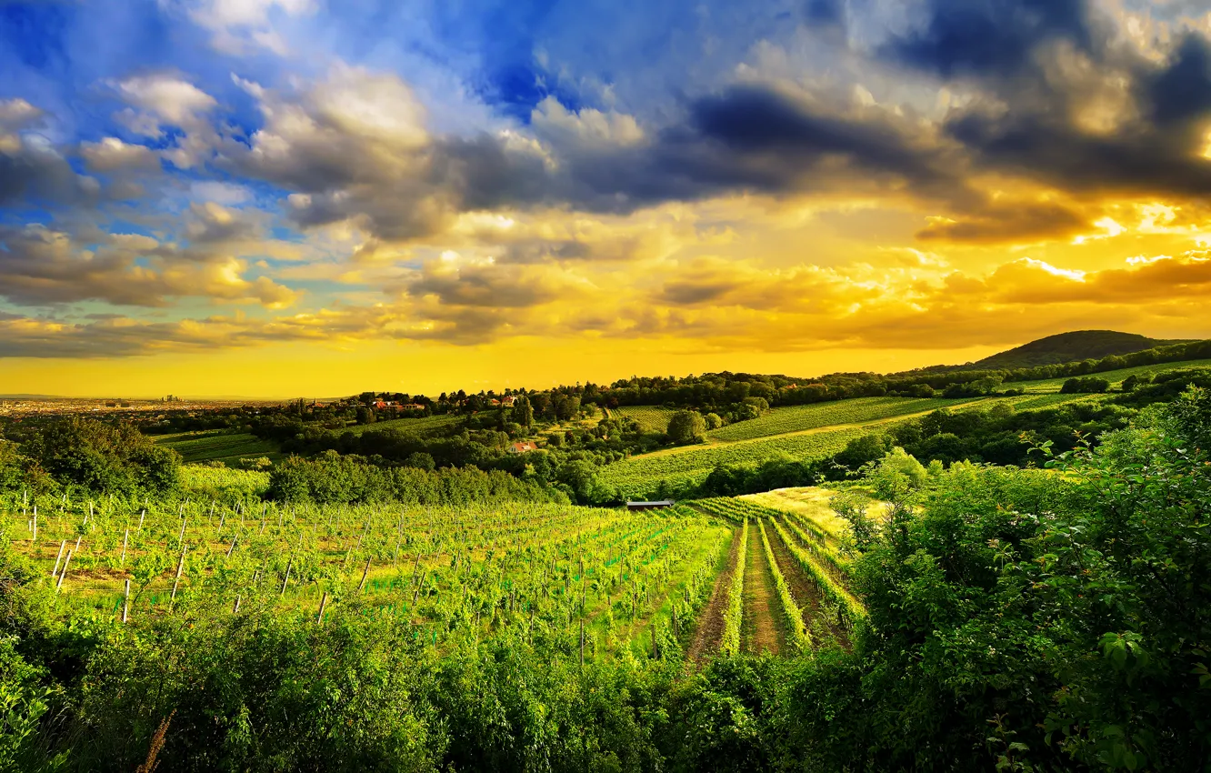 Фото обои природа, виноградники, Austria, Kahlenberg hills, north-west of Vienna