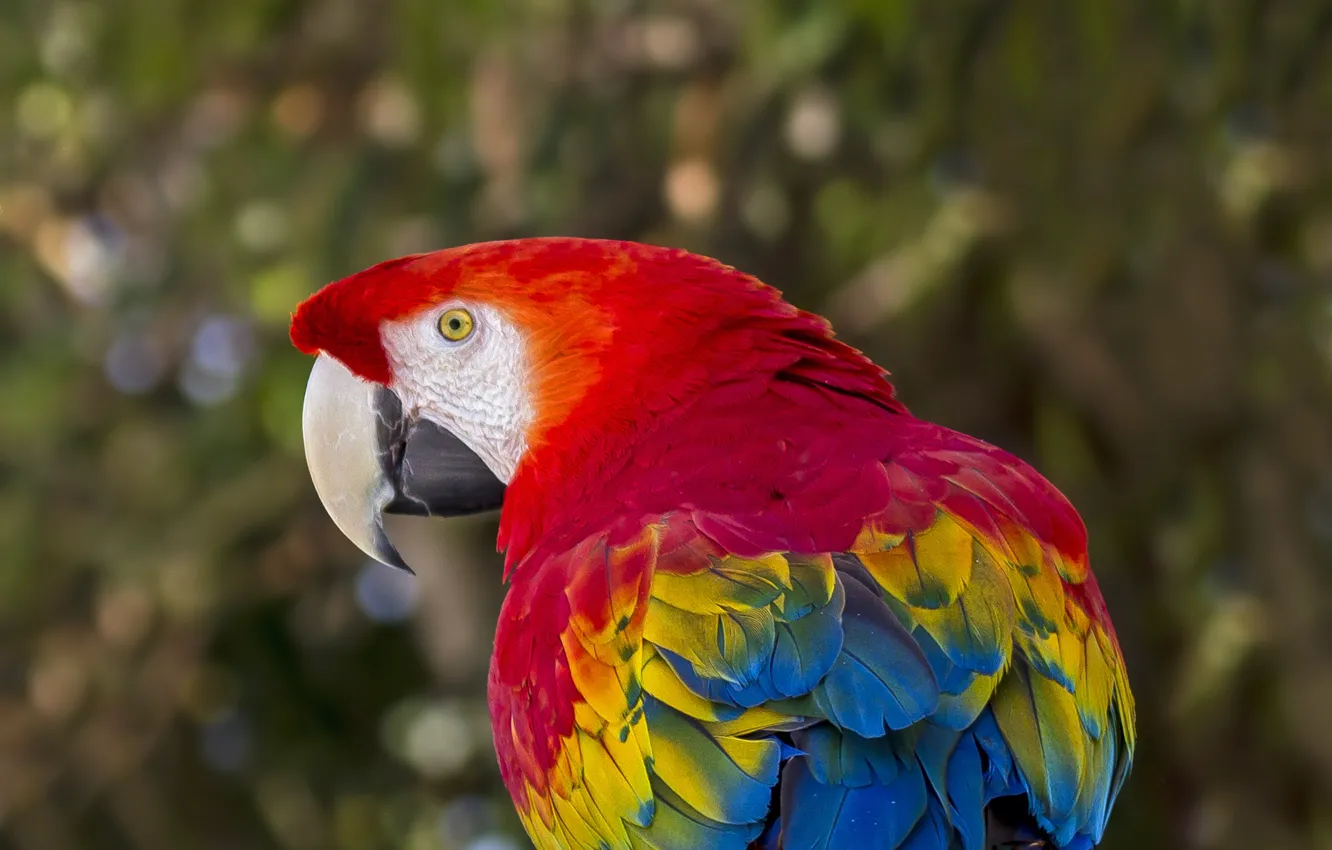 Фото обои птица, перья, попугай, боке, Красный ара
