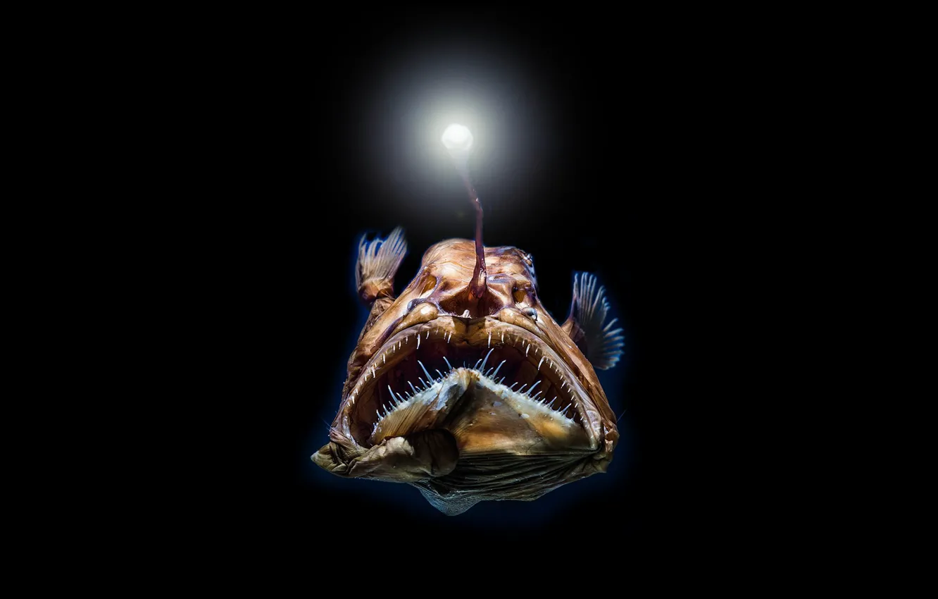 Фото обои light, fish, teeth, Oneirodes eschrichtii