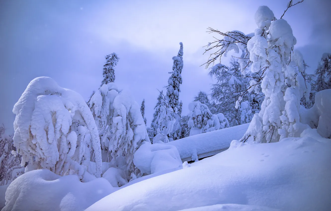 Фото обои зима, снег, деревья, пейзаж, природа, склон