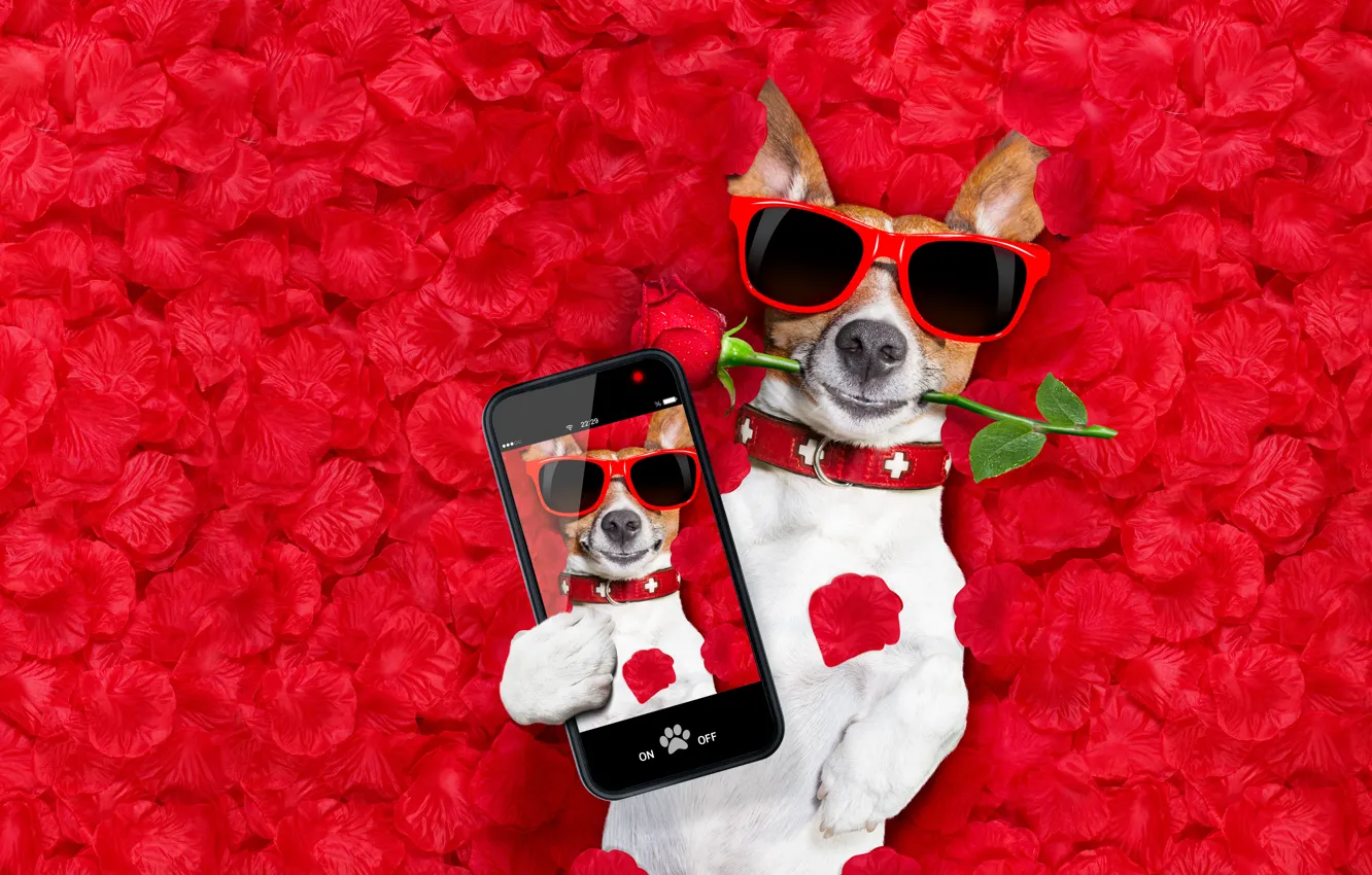 Фото обои собака, лепестки, love, rose, dog, romantic, hearts, funny
