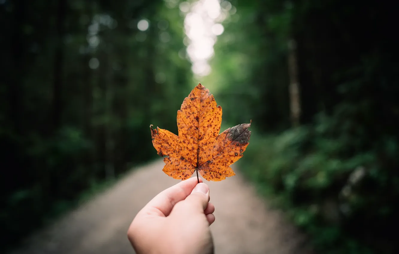 Фото обои осень, лист, рука
