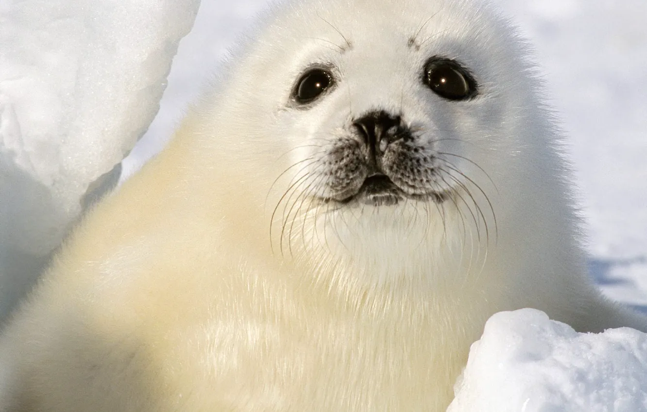 Фото обои зима, белый, глаза, снег, тюлень, малыш, детеныш