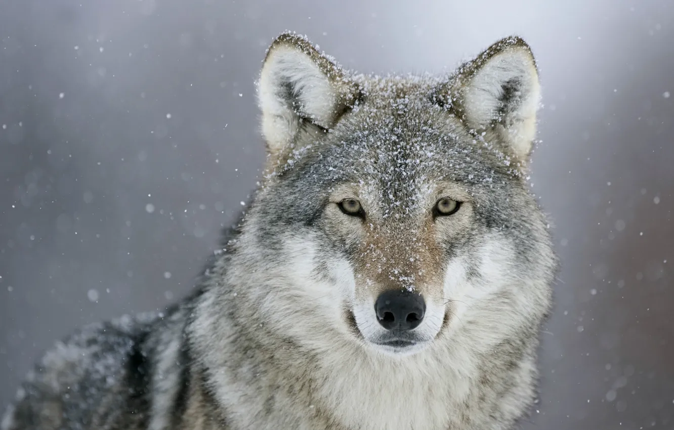 Фото обои взгляд, снег, волк, хищник