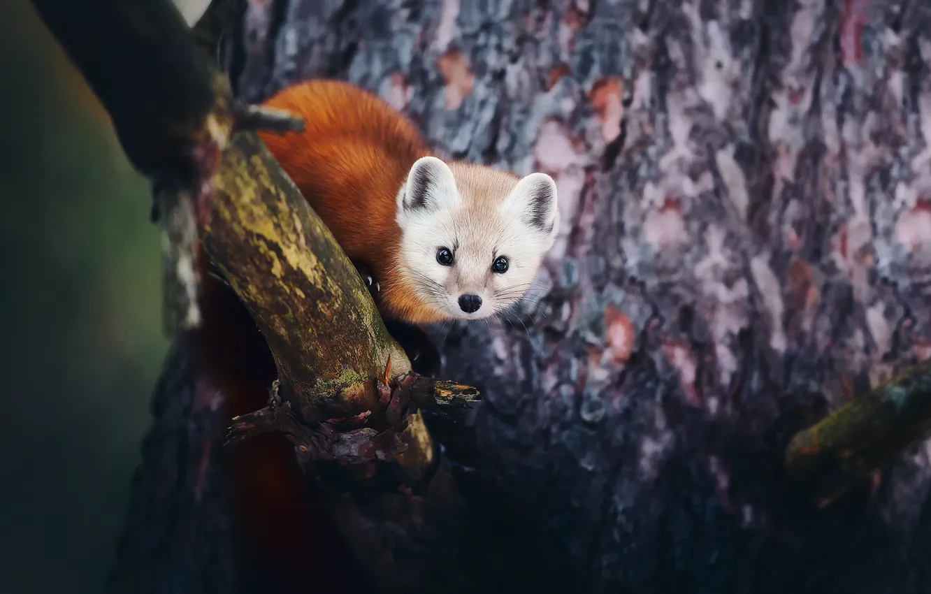 Фото обои деревья, ветки, кора, Американская куница, редкий вид