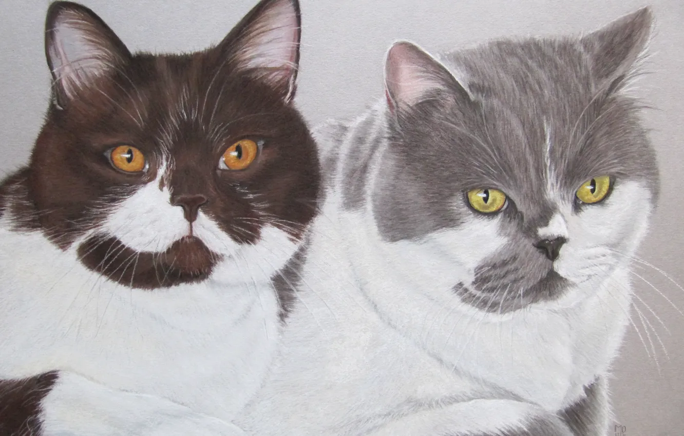 Фото обои кошка, кот, рисунок, арт, британец