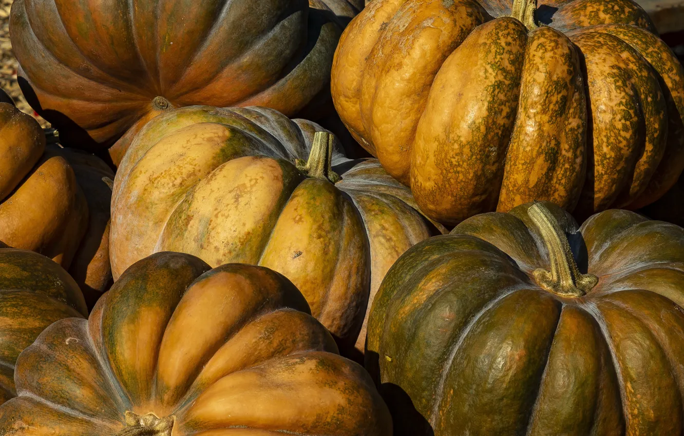 Фото обои Canada, Ontario, Green and Orange Pumpkins, Halton, Springridge Farm