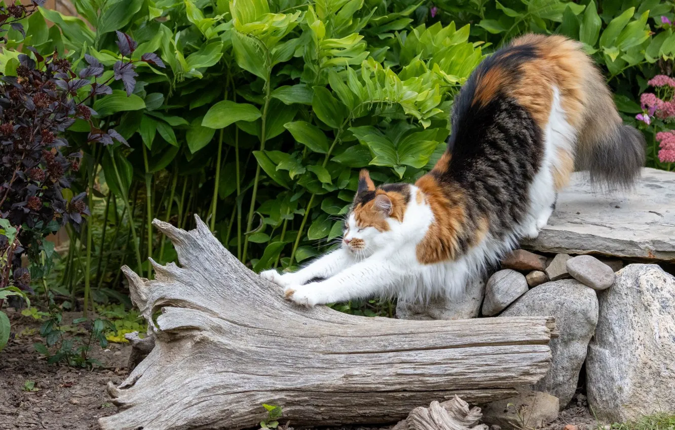 Фото обои кошка, кот, природа, поза, мордашка