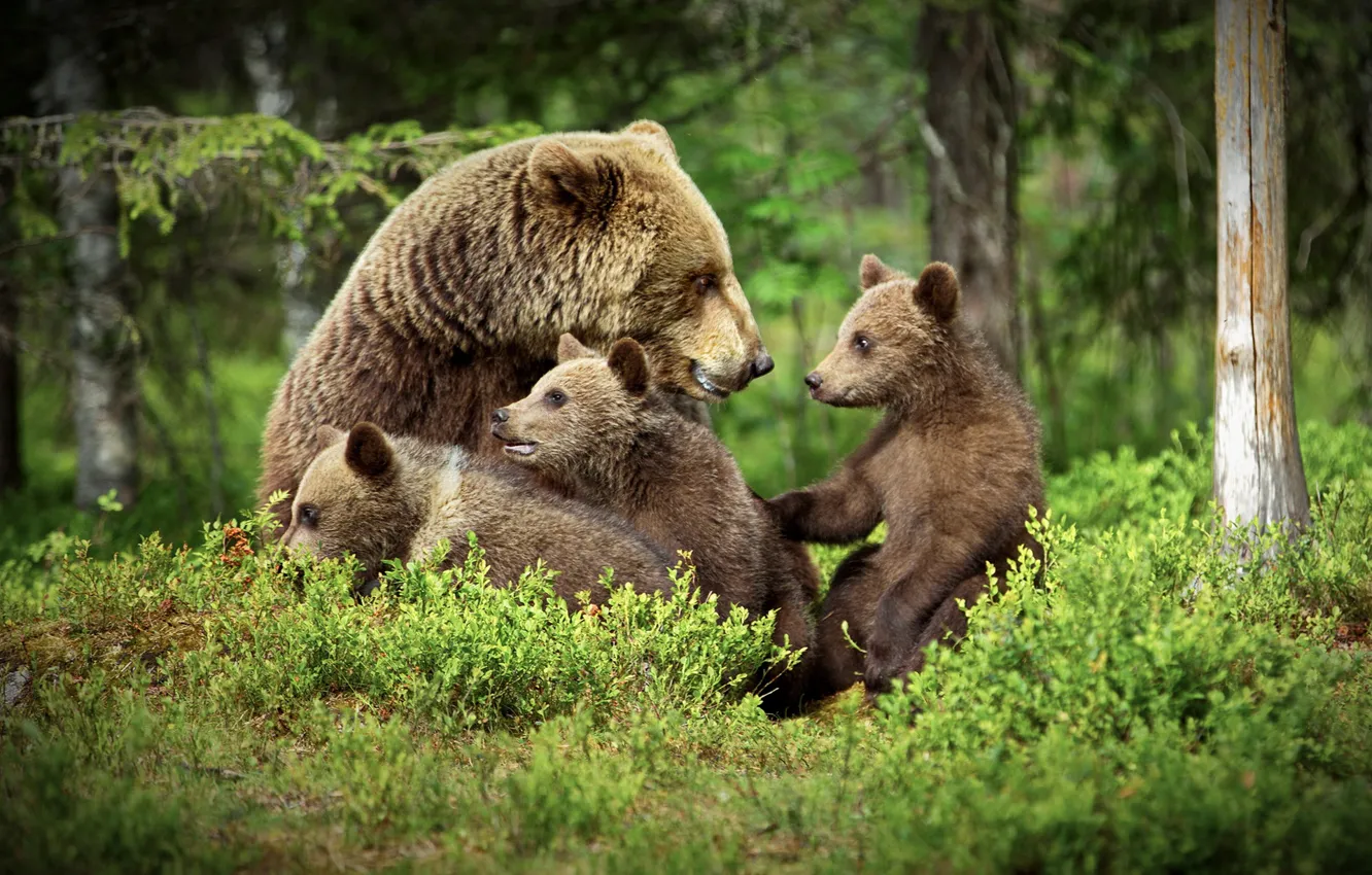 Фото обои лес, медведи, медвежата, медведица