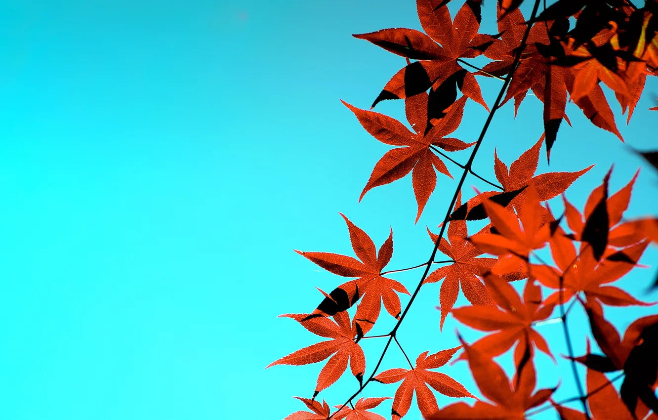 Фото обои осень, небо, листья, японский клен