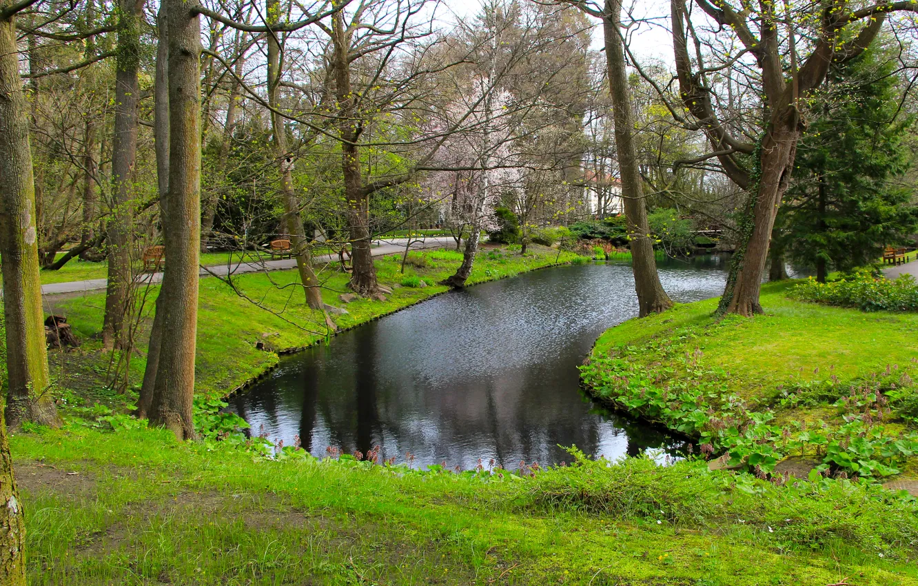 Фото обои water, park, lake, tree, pond
