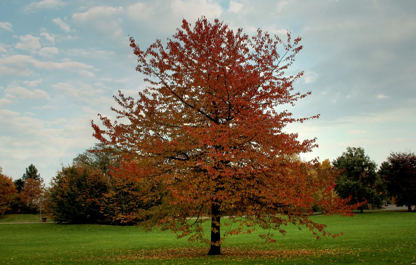 Фото обои поле, осень, листья, деревья, Природа, листопад, trees, landscape