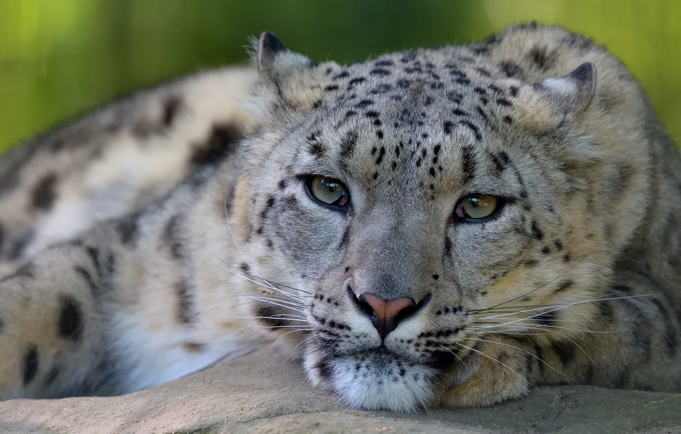 Фото обои глаза, взгляд, морда, крупный план, поза, фон, портрет, лапы