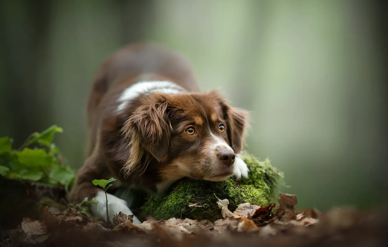 Фото обои взгляд, морда, листья, фон, мох, собака
