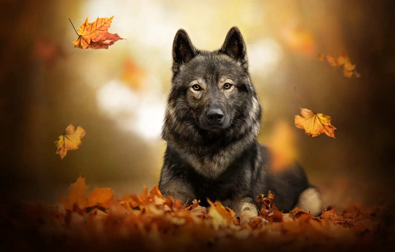 Фото обои осень, листья, собака, листопад
