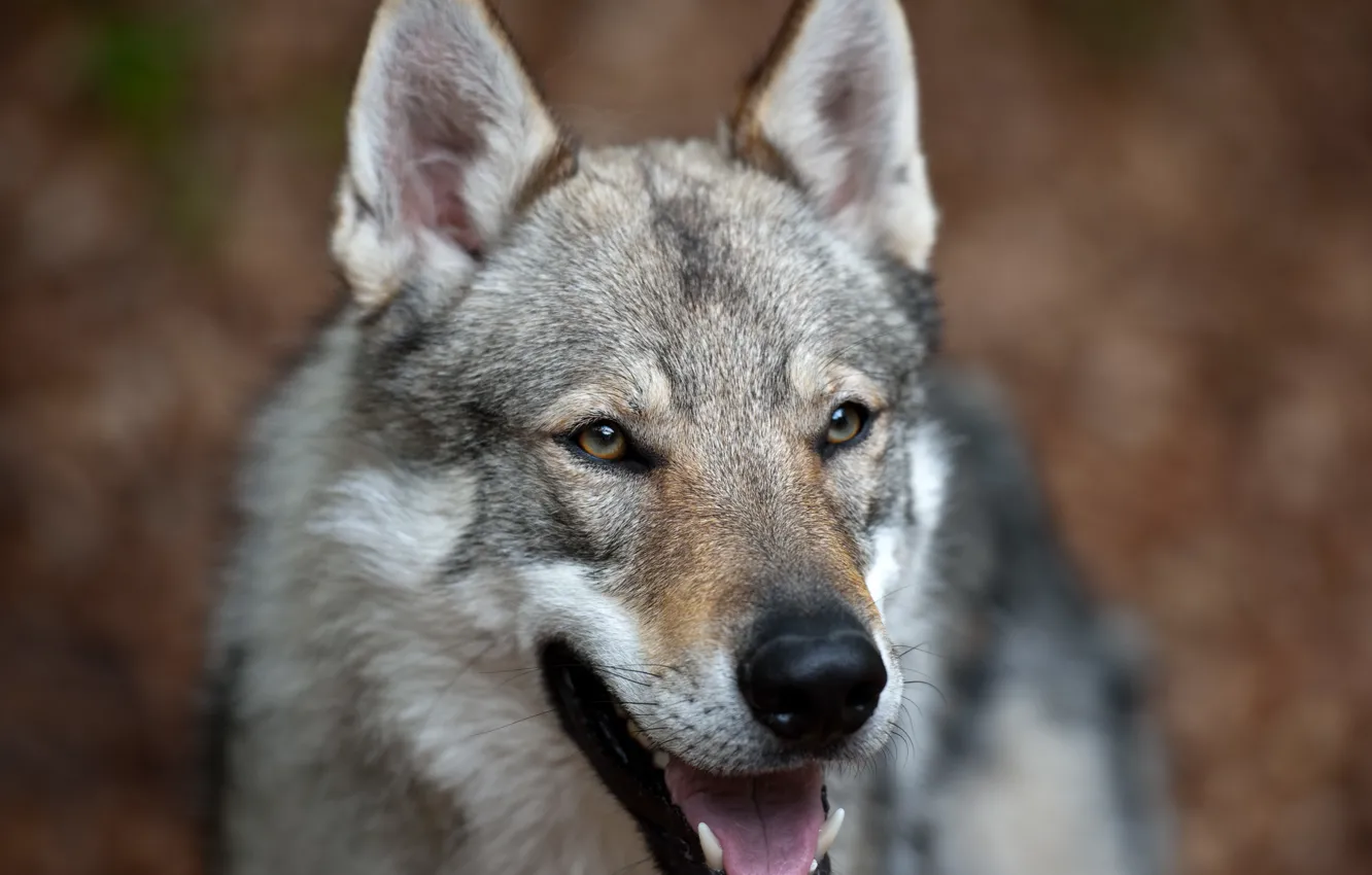 Фото обои волк, собака, метис, чехословацкий волчак