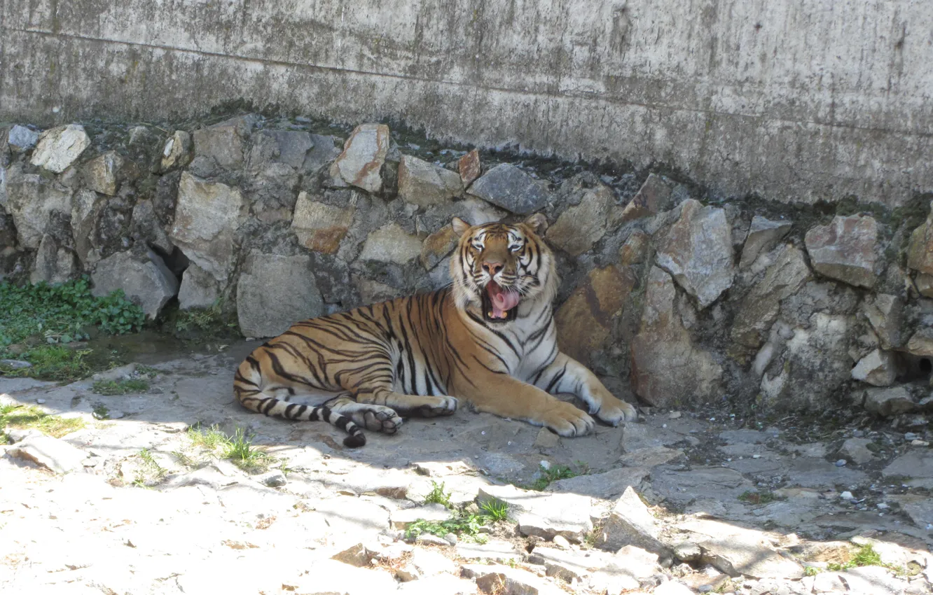 Фото обои predator, wild cat, The tiger