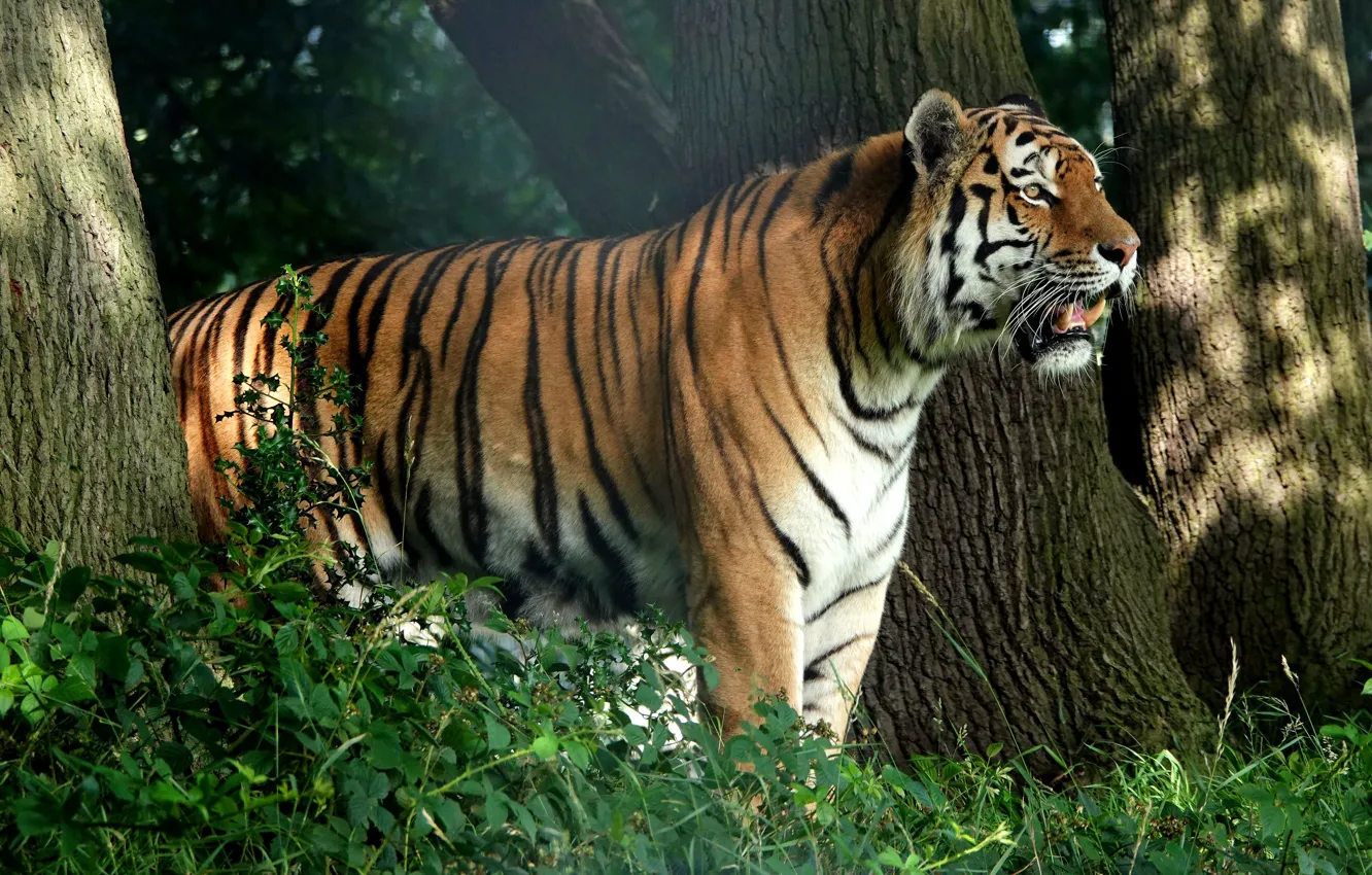 Фото обои лес, тигр, дерево, профиль