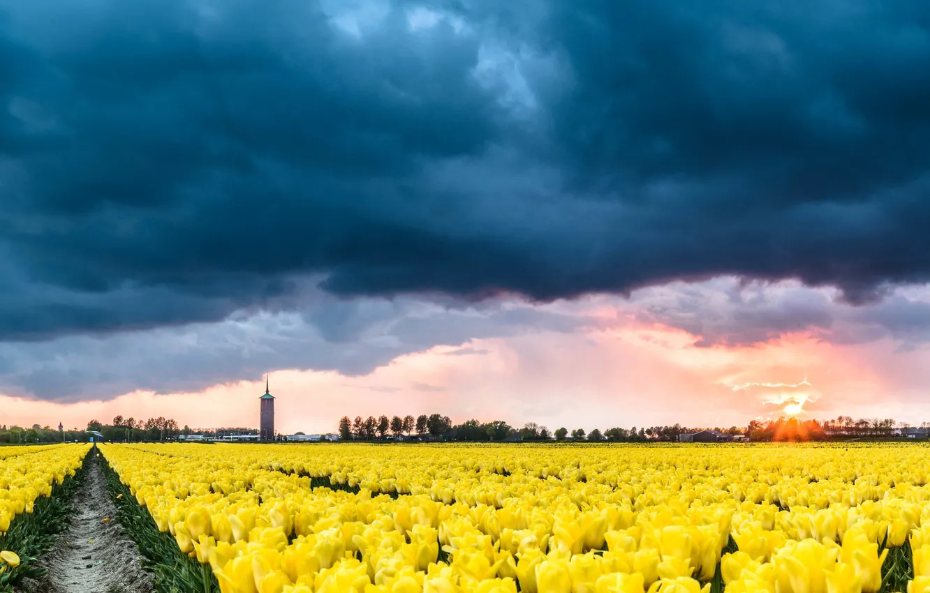 Фото обои тучи, тюльпаны, Нидерланды, плантация