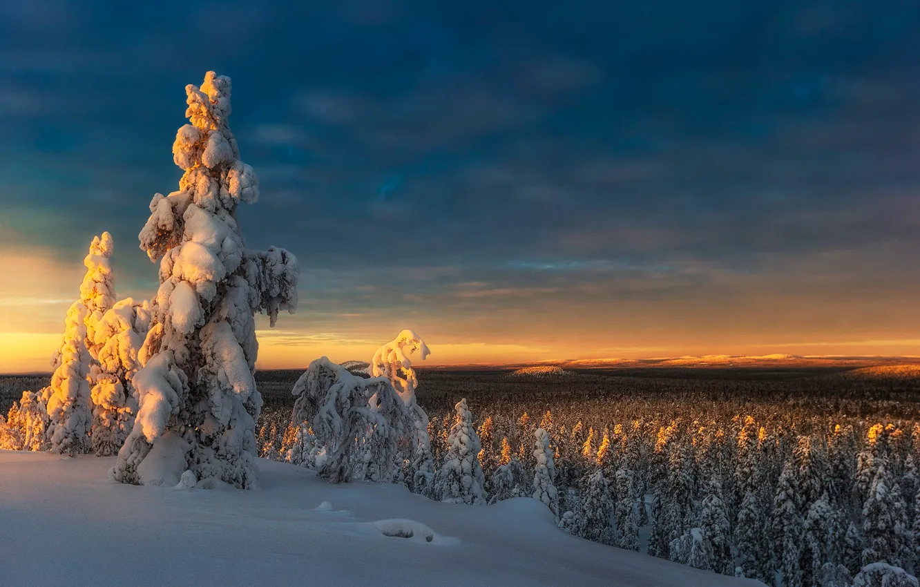 Фото обои зима, лес, небо, свет, снег, рассвет, вид, даль