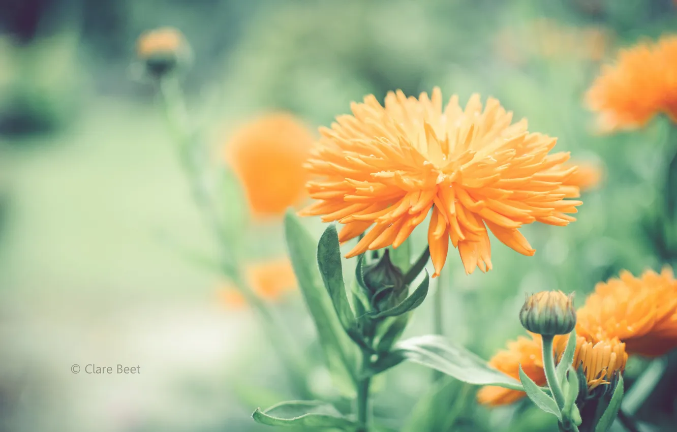 Фото обои цветок, цветы, оранжевый, размытость, бутоны, Clare Beet