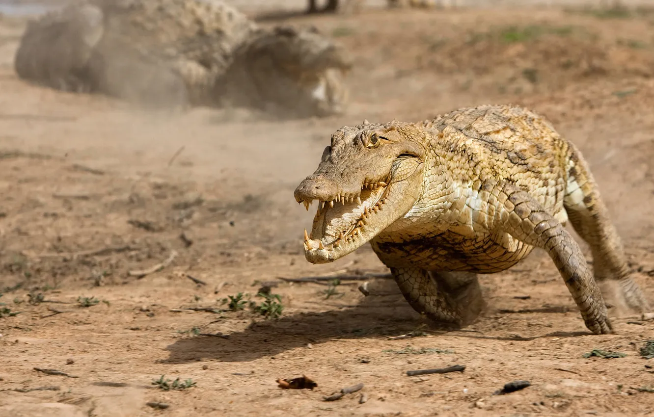 Фото обои крокодил, бег, пасть