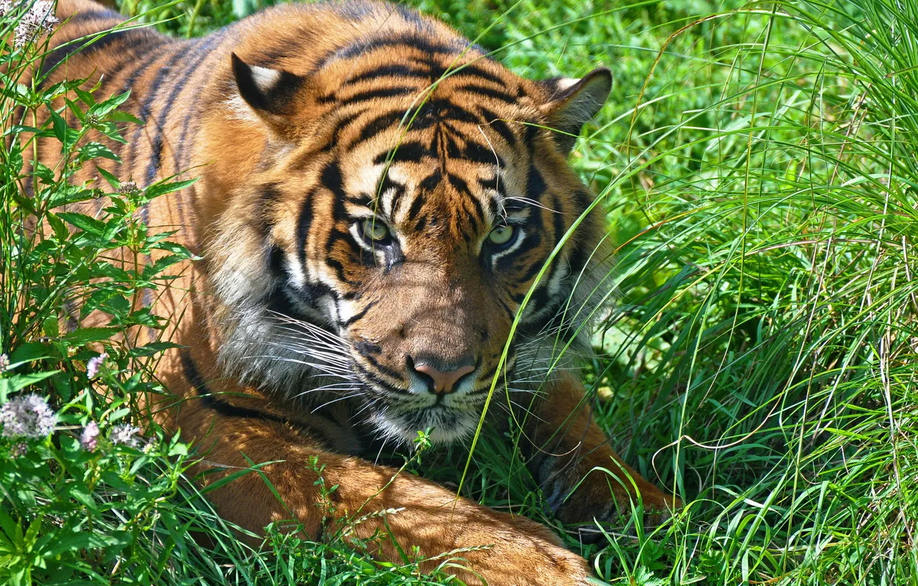 Фото обои трава, морда, тигр, отдых, хищник, амурский