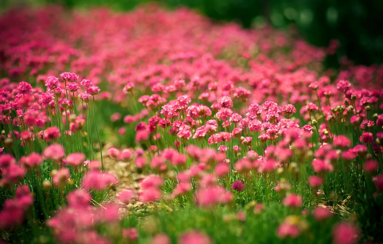 Фото обои лето, солнце, цветы, природа, поляна, summer, nature, flowers