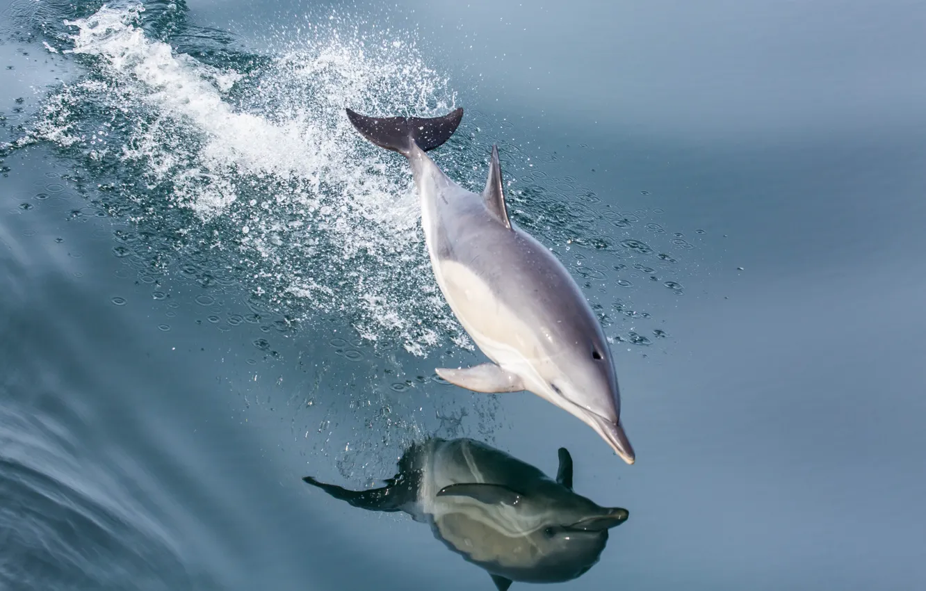 Фото обои вода, брызги, дельфин, отражение, прыжок