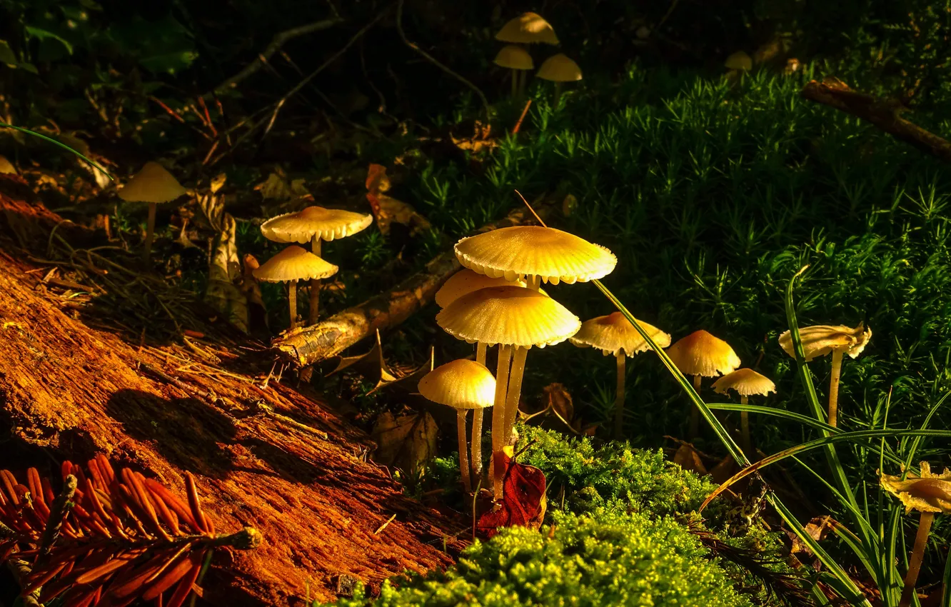 Фото обои лес, грибы, семейка