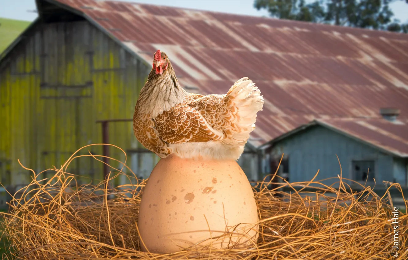 Фото обои яйцо, курица, сено