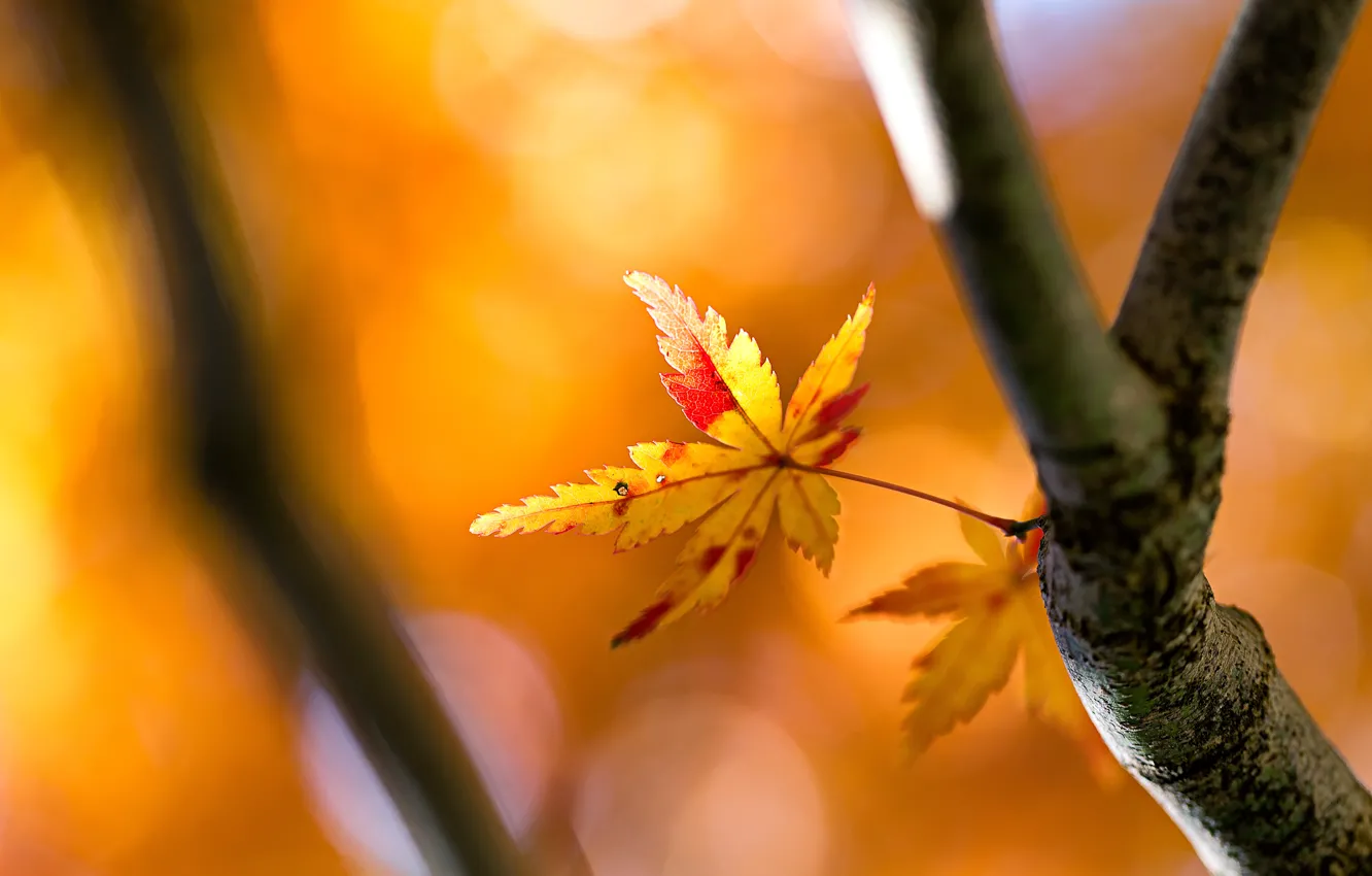 Фото обои осень, лист, дерево