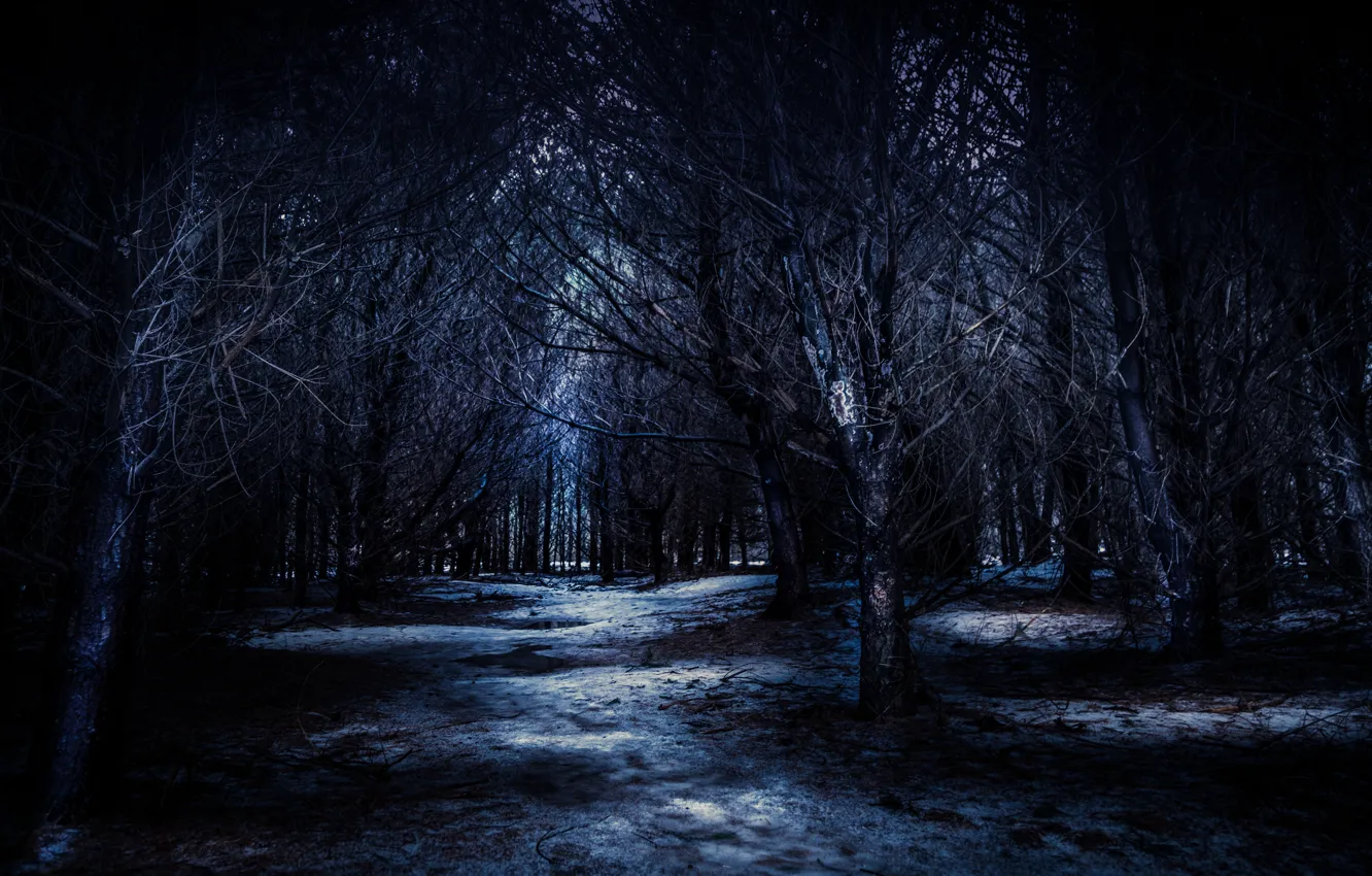 Фото обои лес, деревья, ночь, природа