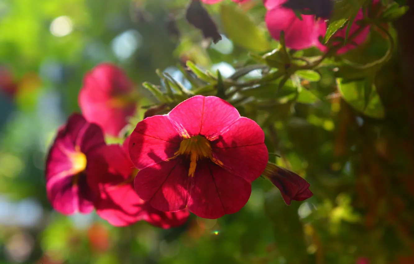 Фото обои Весна, Spring, Красные цветы, Red flowers