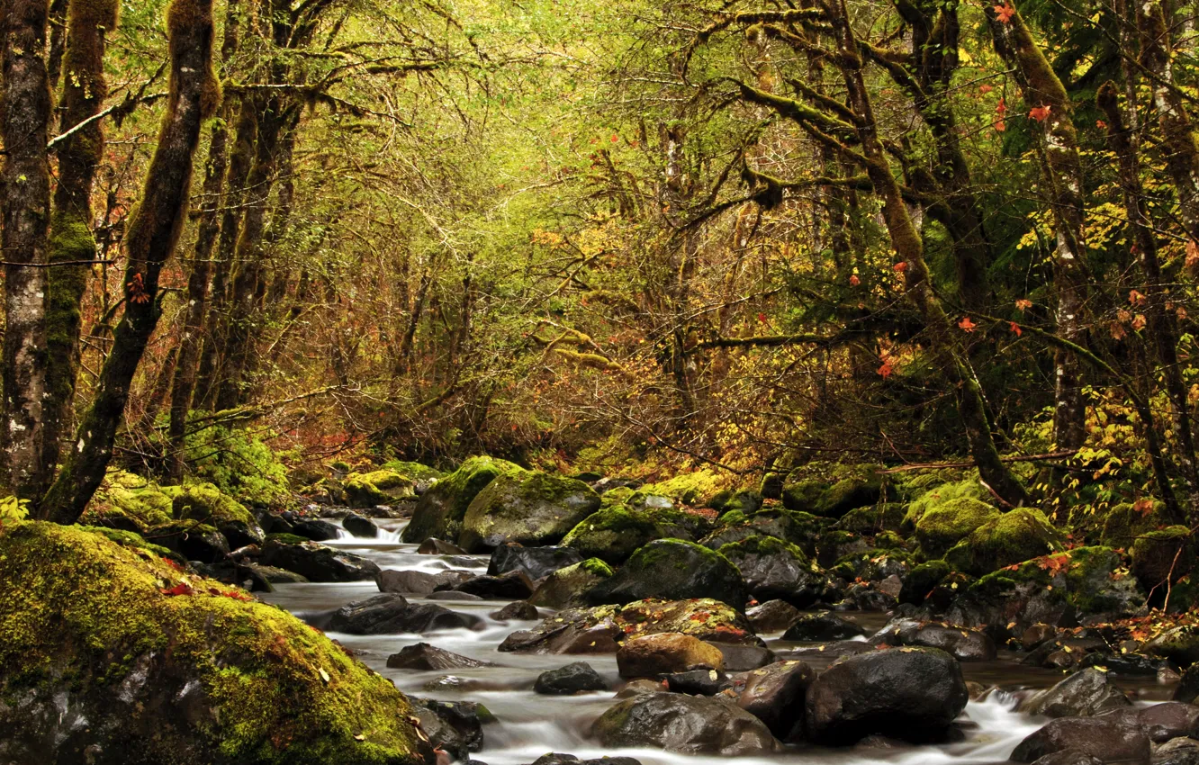 Фото обои осень, лес, листья, деревья, ручей, камни, мох, США