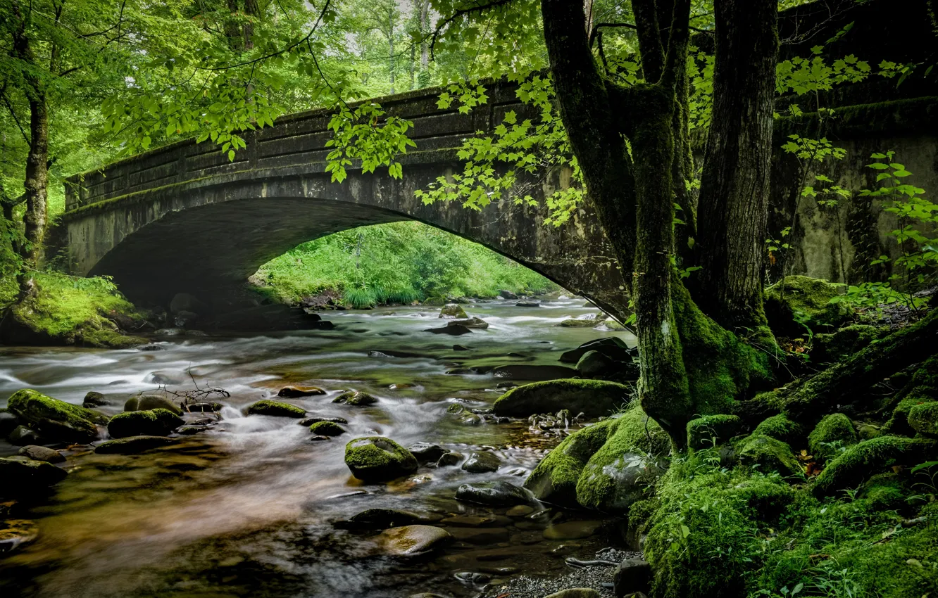 Фото обои лес, деревья, мост, река, камни, мох, Теннесси