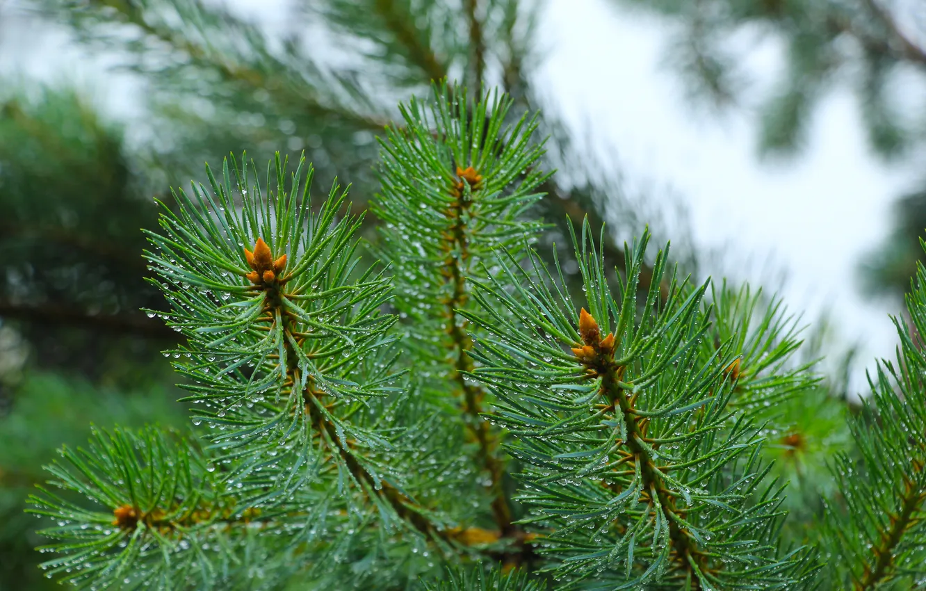 Фото обои tree, pine, twig