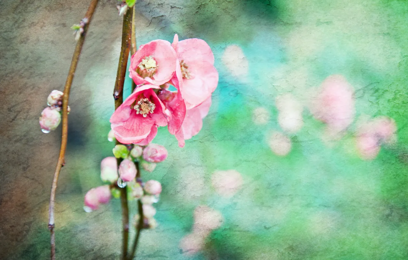 Фото обои ветки, стиль, фон