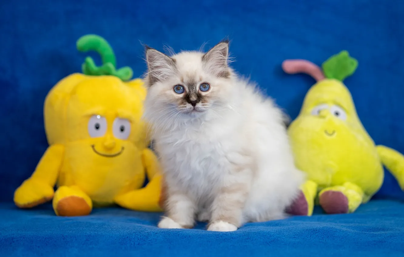 Фото обои белый, взгляд, поза, котенок, фон, игрушки, желтые, малыш