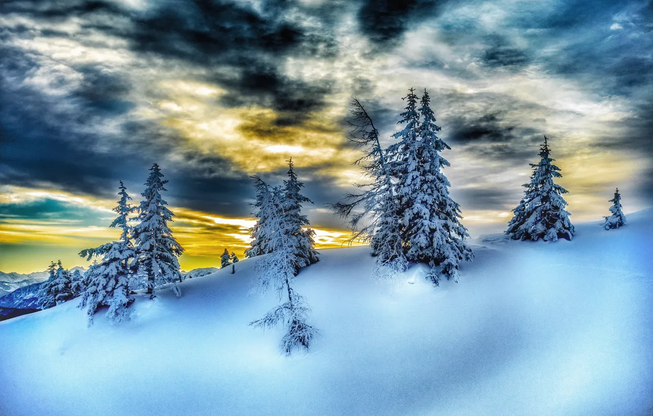 Фото обои зима, снег, ёлки
