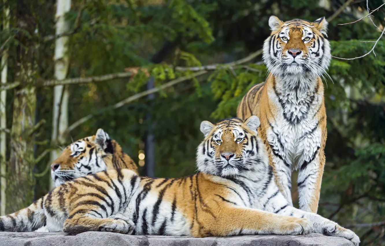 Фото обои кошка, хищник, тигры, амурский тигр, троица, ©Tambako The Jaguar
