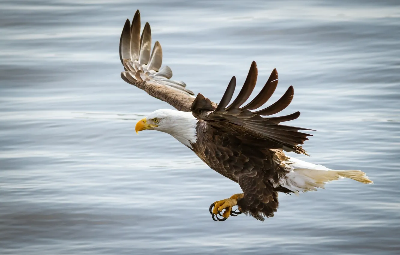 Фото обои полет, птица, крылья, хищник, белоголовый орлан