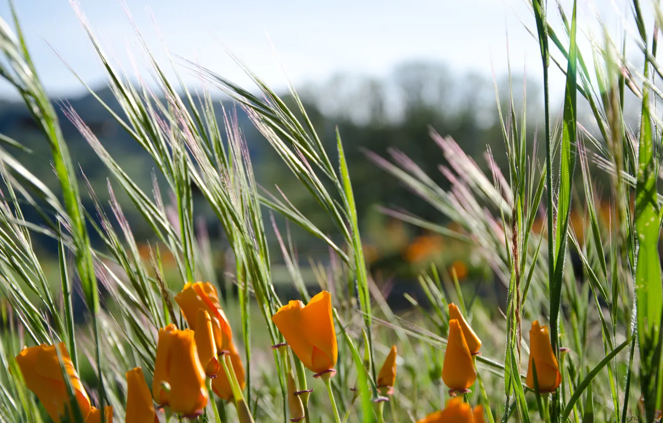 Фото обои трава, цветы, лепестки, оранжевые