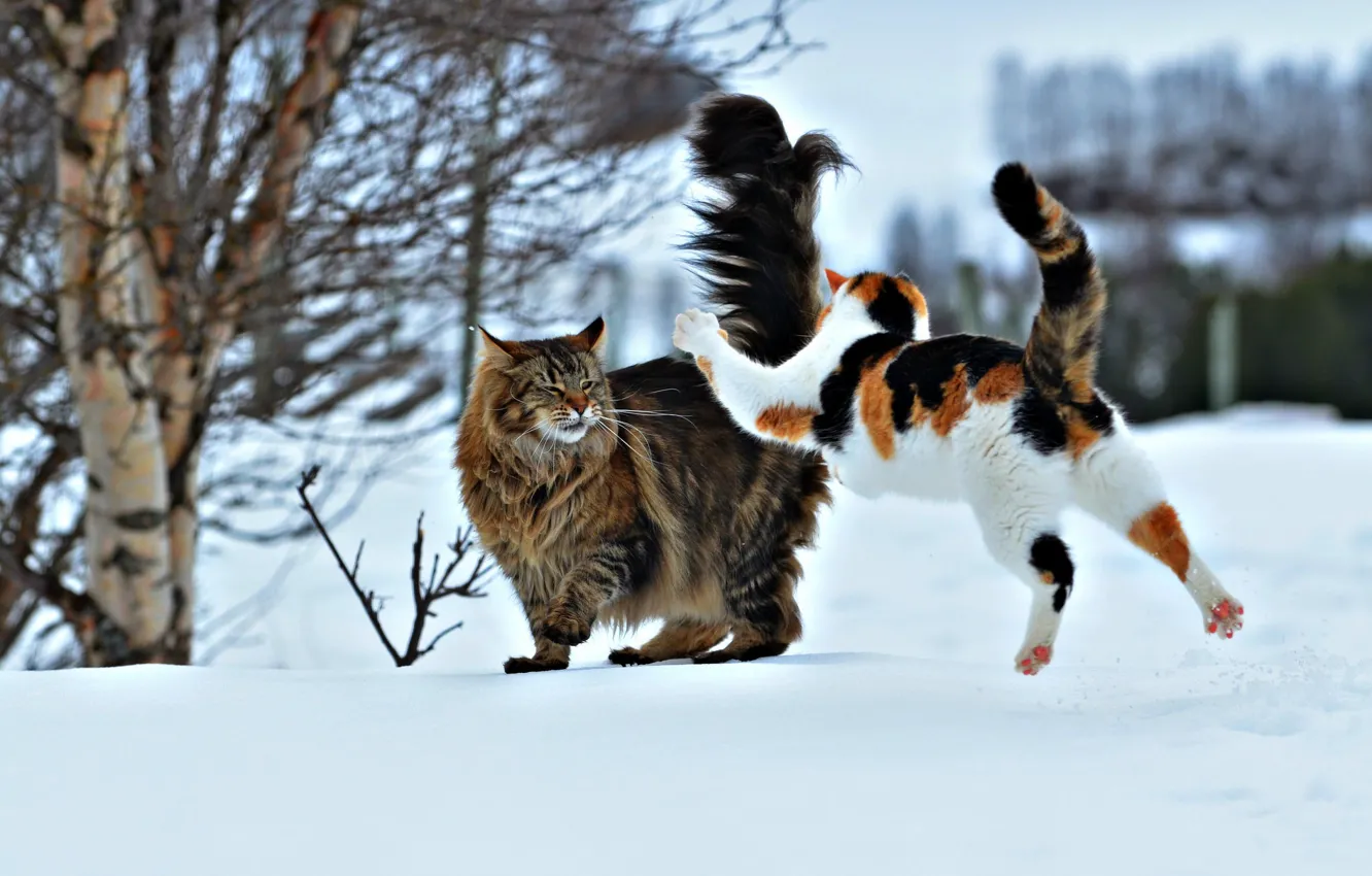 Фото обои зима, снег, прыжок, коты, ситуация, нападение, два кота