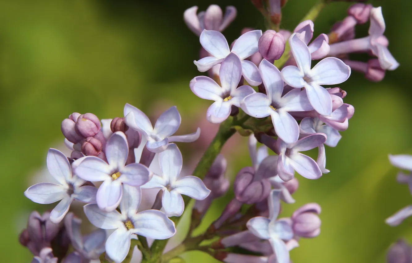 Фото обои flower, lilac, blooming