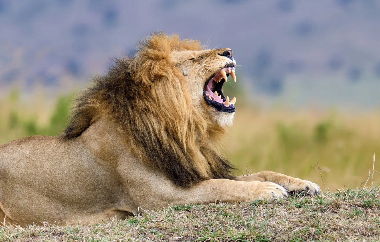 Фото обои lion, predator, growl
