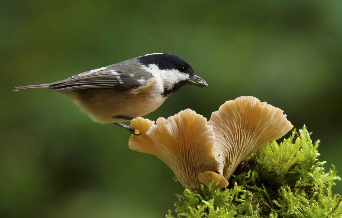 Фото обои птица, гриб, мох